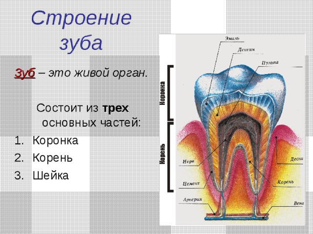 Какой зуб отвечает за какой орган схема