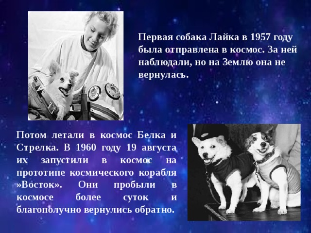 Год первого полета в космос собак. Лайка (собака-космонавт) 1957 г.. Первые собаки в космосе. Первая собака полетевшая в космос. Первые собаки которые полетели в космос белка и стрелка.