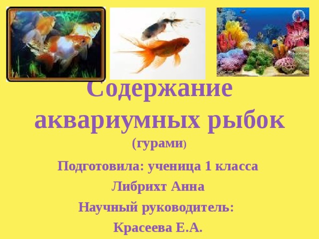 Содержание аквариумных рыбок  (гурами ) Подготовила: ученица 1 класса Либрихт Анна Научный руководитель: Красеева Е.А.  