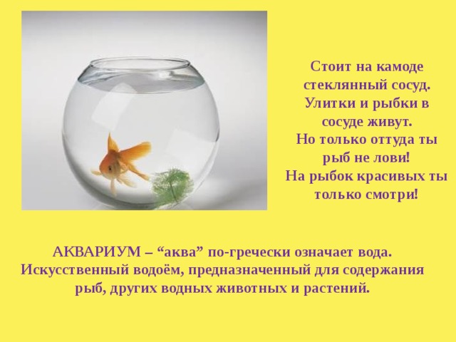 Стоит на камоде стеклянный сосуд. Улитки и рыбки в сосуде живут. Но только оттуда ты рыб не лови! На рыбок красивых ты только смотри! АКВАРИУМ – “аква” по-гречески означает вода. Искусственный водоём, предназначенный для содержания рыб, других водных животных и растений.           