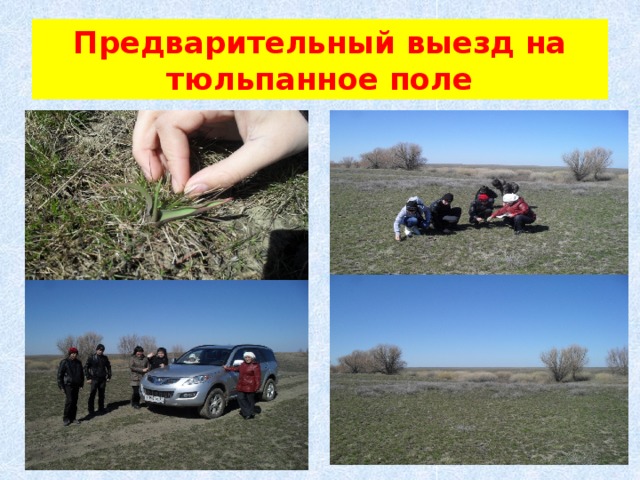 Предварительный выезд на тюльпанное поле 