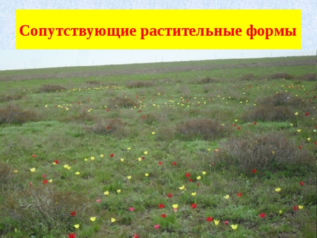 Сопутствующие растительные формы 