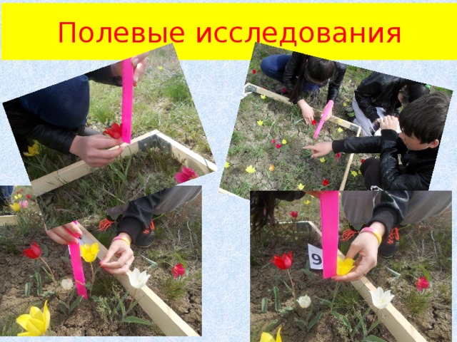 Полевые исследования 