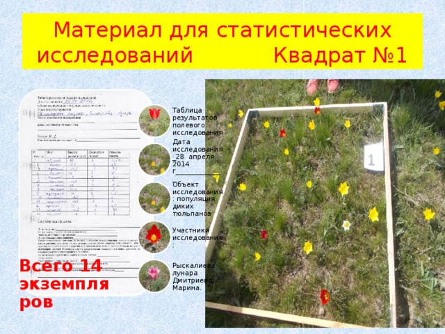 Материал для статистических исследований Квадрат №1 Таблица результатов полевого исследования Дата исследования_28 апреля 2014 г______________ Объект исследования: популяция диких тюльпанов Всего 14 экземпляров Участники исследования: Рыскалиева лунара Дмитриева Марина. 