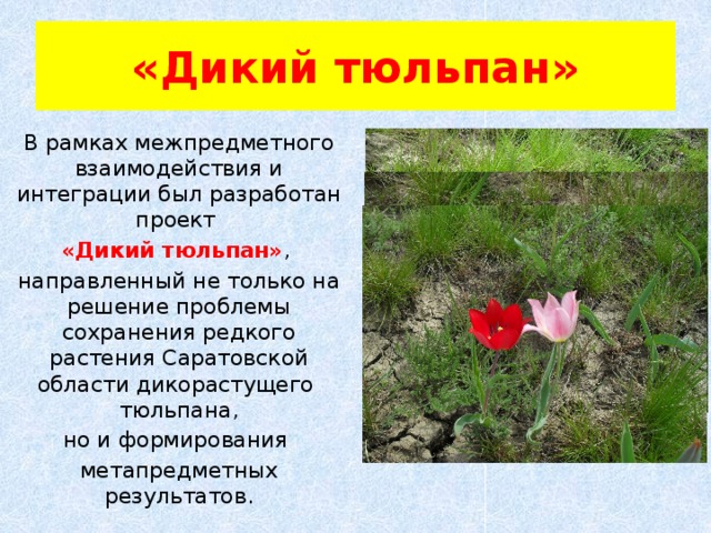 «Дикий тюльпан» В рамках межпредметного взаимодействия и интеграции был разработан проект «Дикий тюльпан» , направленный не только на решение проблемы сохранения редкого растения Саратовской области дикорастущего тюльпана, но и формирования  метапредметных результатов. 