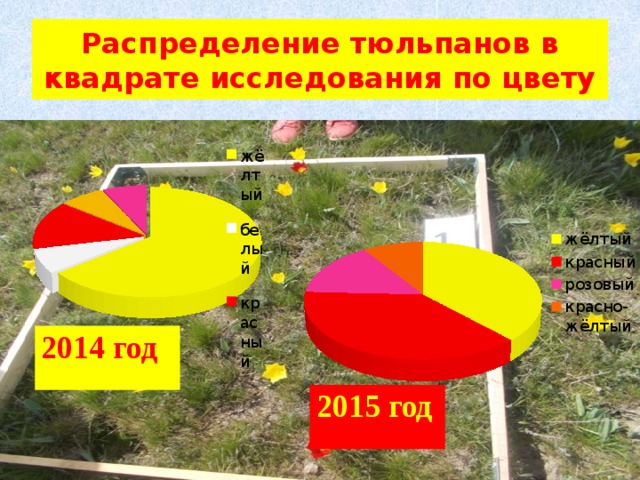 Распределение тюльпанов в квадрате исследования по цвету 2014 год 2015 год 