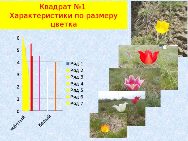 Квадрат №1  Характеристики по размеру цветка 