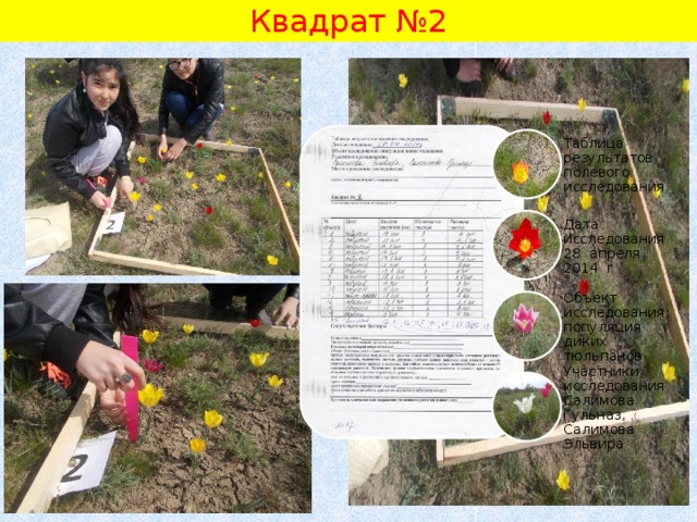 Квадрат №2 Таблица результатов полевого исследования Дата исследования 28 апреля 2014 г Объект исследования: популяция диких тюльпанов Участники исследования Салимова Гульназ, Салимова Эльвира 