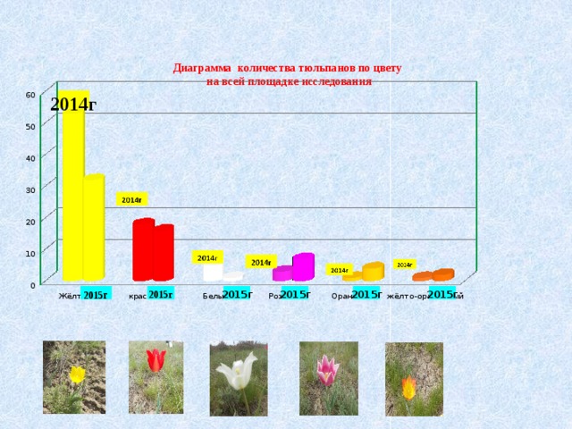 2014г Диаграмма количества тюльпанов по цвету  на всей площадке исследования         2015г 2015 г 2015г 2015г 2015г 2015г 