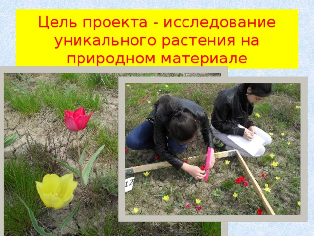 Цель проекта - исследование уникального растения на природном материале 