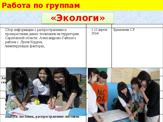 Работа по группам «Экологи» Задание Сроки Сбор информации о распространении и произрастании диких тюльпанов на территории Саратовской области Александрово-Гайского района с. Луков Кордон; Сбор информации о законодательных актах по защите тюльпанов на территории Алгайского района 1-12.апреля 2014г Ответственные  о лимитирующих факторах, ландшафте, почве, типе фитоценоза, местоположении, площади, об организации, которой принадлежит участок. Узнать, какие хозяйственные работы проводятся на участке и поблизости от него. Трушалиева С.Р.   Анкетирование учащихся и детей по проблеме сохранения тюльпанов       Проведение анкетирования Установка информационных щитков 12-18 апреля Трушалиева С.Р. Определение круга социальных партнеров и получение их согласия. Определение ресурсного потенциала   Выпуск листовок, распространение листовок     Бисеналиева В.К.   Бисеналиева В.К.   Выпуск газеты   Трушалиева С.Р.       Бисеналиева В.К. 