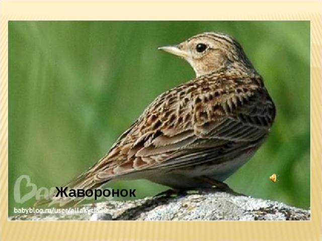 Жаворонок 