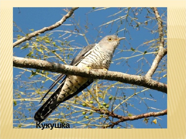 Кукушка 
