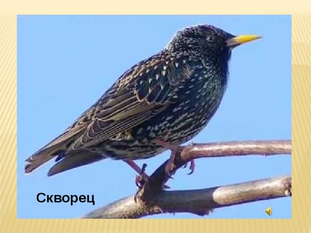 Скворец 