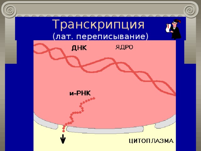 Транскрипция  (лат. переписывание) 