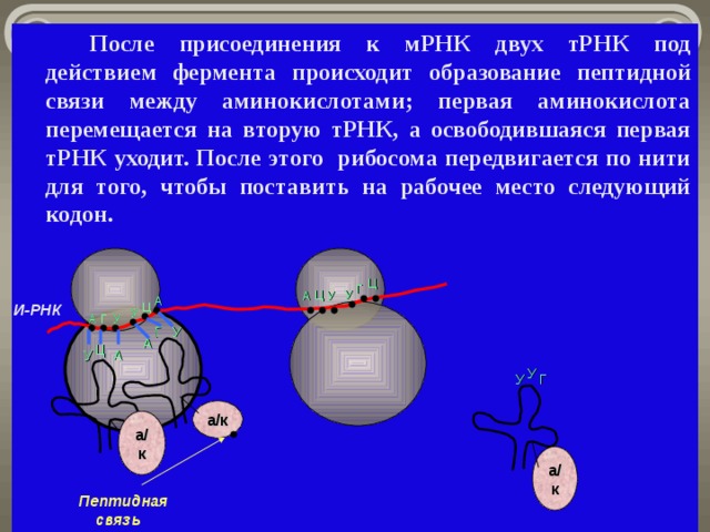 У Г   После присоединения к мРНК двух тРНК под действием фермента происходит образование пептидной связи между аминокислотами; первая аминокислота перемещается на вторую тРНК, а освободившаяся первая тРНК уходит. После этого рибосома передвигается по нити для того, чтобы поставить на рабочее место следующий кодон.   Ц Г Ц У У А А Ц И-РНК У У А Г У А Ц А У У Г а/к а/к а/к Пептидная  связь 