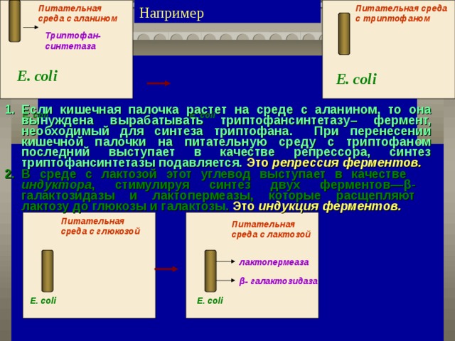 Питательная среда с аланином Питательная среда с триптофаном Например Триптофан- синтетаза E. coli E. coli Если кишечная палочка растет на среде с аланином, то она вынуждена вырабатывать триптофансинтетазу– фермент, необходимый для синтеза триптофана. При перенесении кишечной палочки на питательную среду с триптофаном последний выступает в качестве репрессора, синтез триптофансинтетазы подавляется. Это репрессия ферментов.  E. coli E. coli В среде с лактозой этот углевод выступает в качестве индуктора , стимулируя синтез двух ферментов— β - галактозидазы и лактопермеазы, которые расщепляют лактозу до глюкозы и галактозы. Это индукция ферментов.  Питательная среда с глюкозой Питательная среда с лактозой лактопермеаза β - галактозидаза E. coli E. coli 