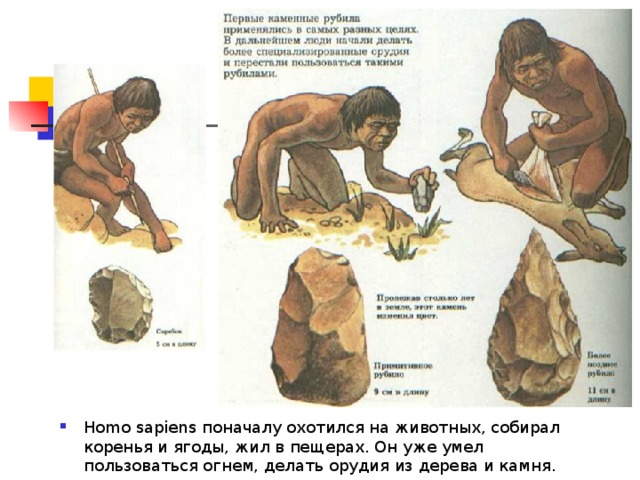 Homo sapiens поначалу охотился на животных, собирал коренья и ягоды, жил в пещерах. Он уже умел пользоваться огнем, делать орудия из дерева и камня. 