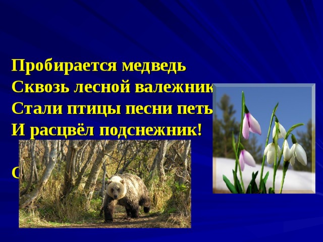   Пробирается медведь  Сквозь лесной валежник.  Стали птицы песни петь,  И расцвёл подснежник!   С. Маршак   