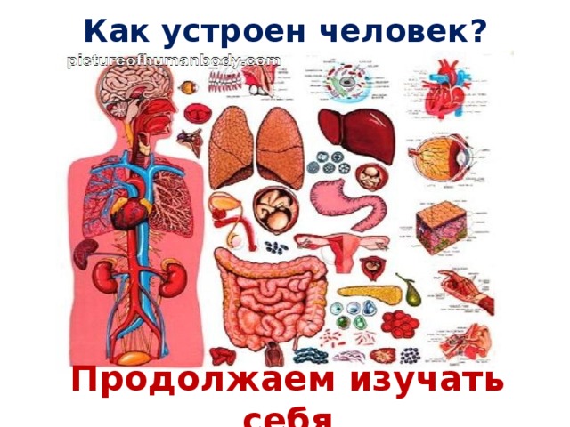 Как устроен человек? Продолжаем изучать себя