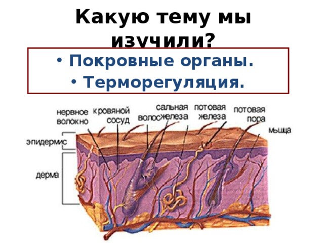 Какую тему мы изучили? Покровные органы. Терморегуляция.  Сегодня на уроке мы Изучим строение и функции органов мочевыделительной системы. Научимся узнавать их на рисунке. Узнаем, как образуется моча. Чем отличается первичная моча от вторичной. Сможем объяснить, почему важно иметь здоровые почки.