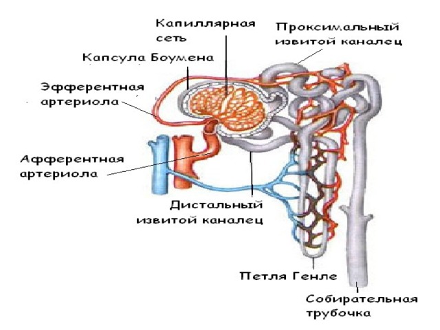 Стенка мочеточника состоит из оболочек