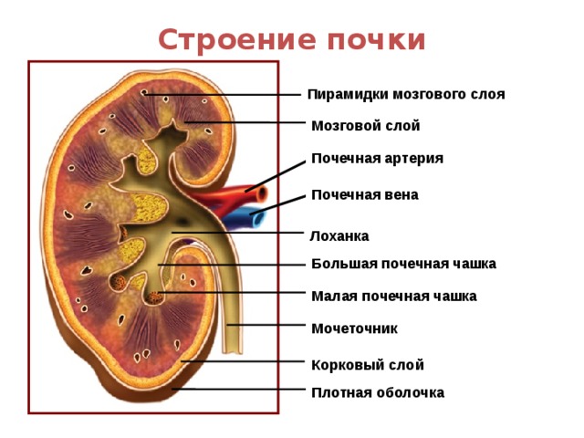 Строение почки Пирамидки мозгового слоя Мозговой слой Почечная артерия Почечная вена Лоханка Большая почечная чашка Давайте рассмотри строение почки. *Снаружи почка покрыта плотной оболочкой из соединительной ткани. * Под капсулой расположен корковый слой почек *Ниже – мозговой слой, *состоящий из пирамидок *Пирамидки открываются в малые почечные чашки *Малые чашки впадают в большие почечные чашки *А те открываются в почечную лоханку. Вспомните, что такое лохань? (Вид корыта). В лоханку поступает моча, которая затем движется по мочеточникам в сторону мочевого пузыря. Маленькое отступление. Что такое лоханка мы уже выяснили. А что такое лох? Это вид кустарников, их выращивают как декоративные растения и медоносы. Теперь вы знаете значение слов лох и лоханка и, надеюсь не будете использовать их в качестве ругательства? Кровь для фильтрации *поступает в почки по почечной артерии, а очищенная кровь собирается в *почечную вену. Малая почечная чашка Мочеточник Корковый слой Плотная оболочка 9