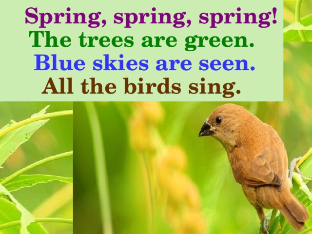  Spring, spring, spring!  The trees are green.   Blue skies are seen. All the birds sing. 