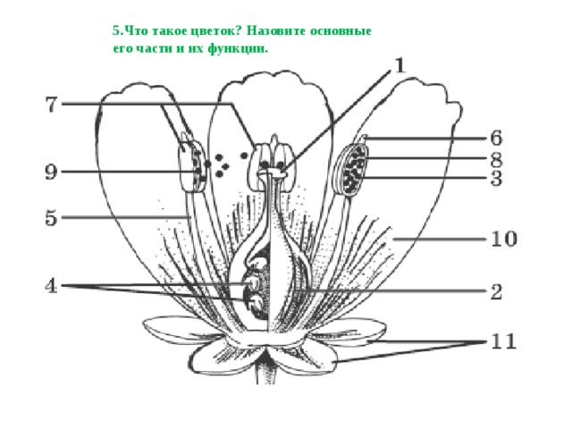 5.Что такое цветок? Назовите основные его части и их функции. 