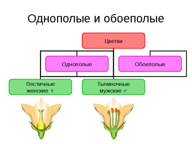 Цветки Однополые Обоеполые Пестичные  женские ♀ Тычиночные  мужские ♂  