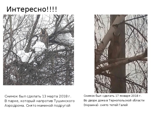Интересно!!!! Снимок был сделать 13 марта 2018 г. Снимок был сделать 17 января 2018 г. В парке, который напротив Тушинского Аэродрома. Снято маминой подругой Во дворе дома в Тернопольской области (Украина)- снято тетей Галей 