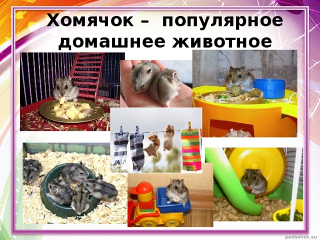 Проект мои любимые хомячки