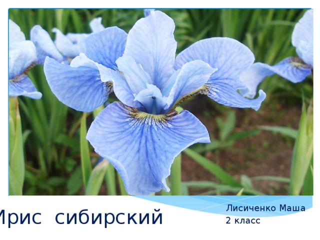 Ирис сибирский Лисиченко Маша 2 класс 