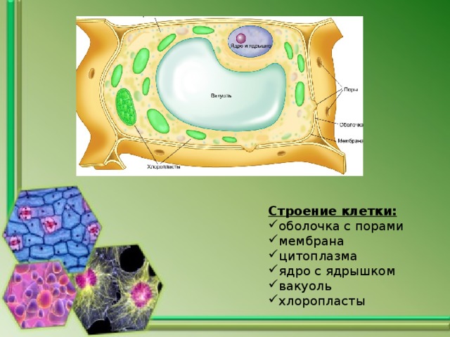 Строение клетки: оболочка с порами мембрана цитоплазма ядро с ядрышком вакуоль хлоропласты 