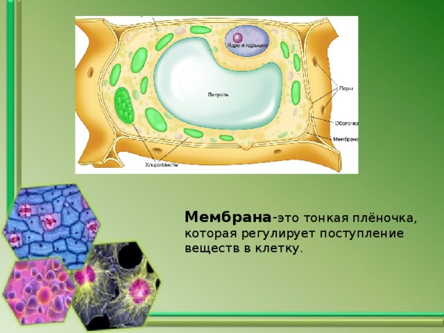 Мембрана - это тонкая плёночка, которая регулирует поступление веществ в клетку. 