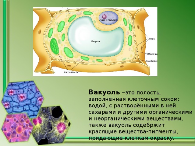 Вакуоль – это полость, заполненная клеточным соком: водой, с растворёнными в ней сахарами и другими органическими и неорганическими веществами, также вакуоль соде6ржит красящие вещества-пигменты, придающие клеткам окраску. 