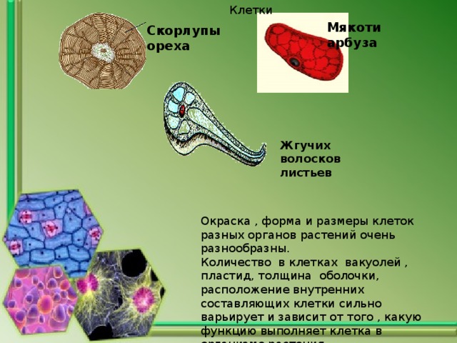 Клетки мякоти какая ткань. Органоиды клетки мякоти арбуза. Строение клетки арбуза. Строение клетки мякоти арбуза. Клеточное строение мякоти арбуза.