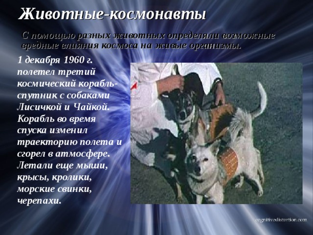 Животные-космонавты С помощью разных животных определяли возможные вредные влияния космоса на живые организмы.  1 декабря 1960 г. полетел третий космический корабль-спутник с собаками Лисичкой и Чайкой. Корабль во время спуска изменил траекторию полета и сгорел в атмосфере. Летали еще мыши, крысы, кролики, морские свинки, черепахи.  