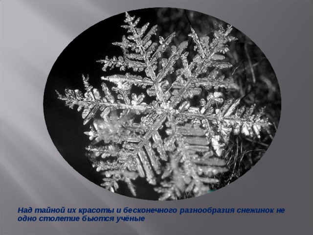 Над тайной их красоты и бесконечного разнообразия снежинок не одно столетие бьются учёные . 