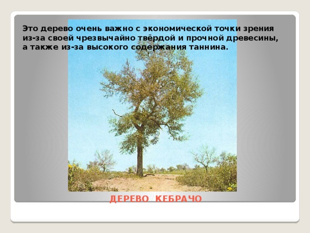 Это дерево очень важно с экономической точки зрения из-за своей чрезвычайно твёрдой и прочной древесины, а также из-за высокого содержания таннина. ДЕРЕВО КЕБРАЧО