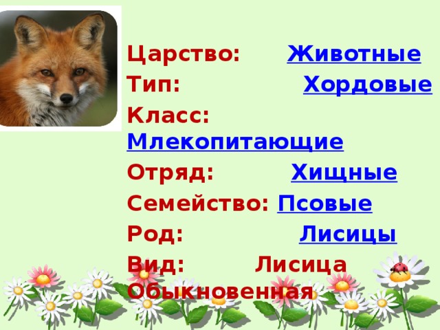 Род в биологии. Лиса царство Тип класс отряд семейство род вид. Лиса Тип класс отряд семейство. Систематика животных лисица обыкновенная. Классификация лисицы обыкновенной.