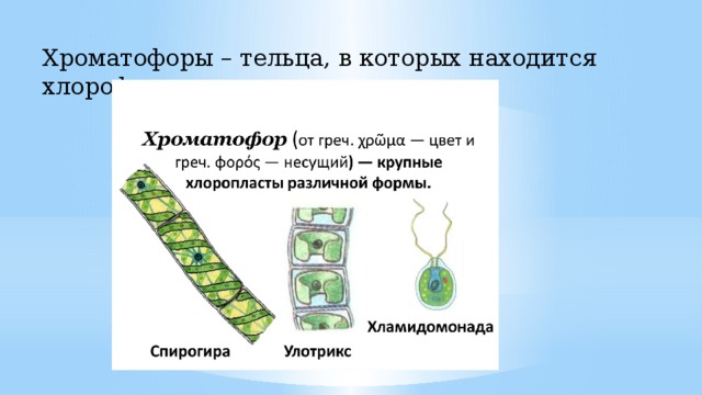 Хроматофоры характерны для