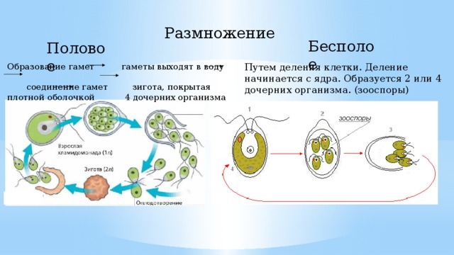 Размножение бесполое водорослей схема