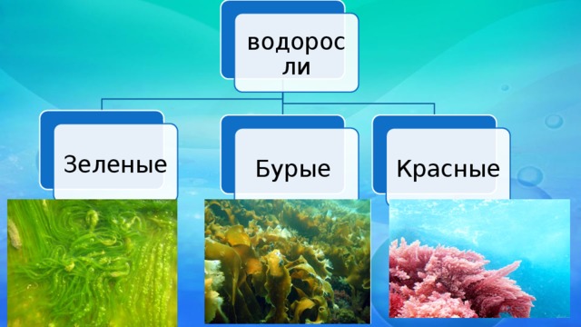 Класс водорослей биология