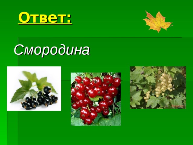 Ответ: Смородина 