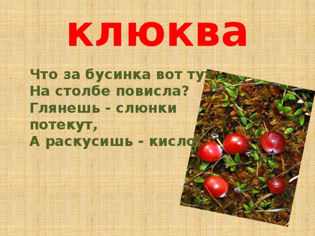 клюква Что за бусинка вот тут  На столбе повисла?  Глянешь - слюнки потекут,  А раскусишь - кисло! 