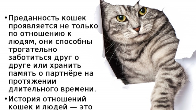 Преданность это. Преданность котов. Отношение кошек к людям. Преданность кошек к человеку. Истории про преданных кошек.