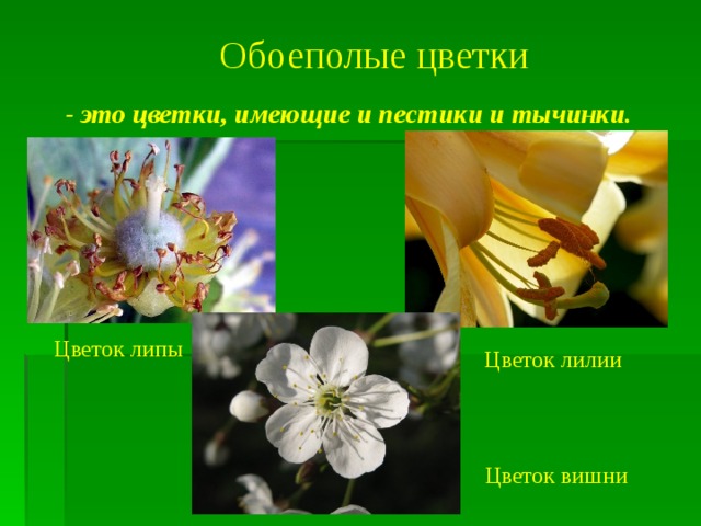 Обоеполые цветки - это цветки, имеющие и пестики и тычинки. Цветок липы Цветок лилии Цветок вишни 