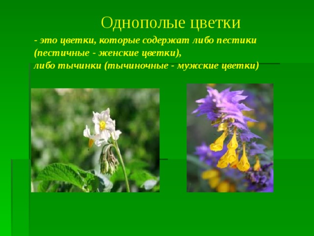 Однополые цветки - это цветки, которые содержат либо пестики (пестичные - женские цветки), либо тычинки (тычиночные - мужские цветки) 
