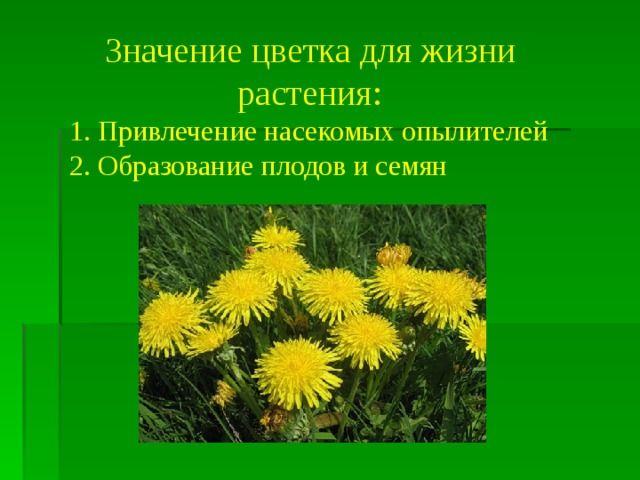 Значение цветка для жизни  растения: 1. Привлечение насекомых опылителей 2. Образование плодов и семян 